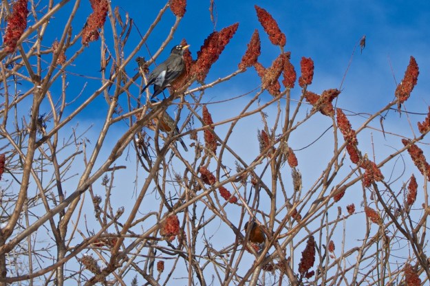 Copyright © 2012 by Roy Murray, all rights reserved.