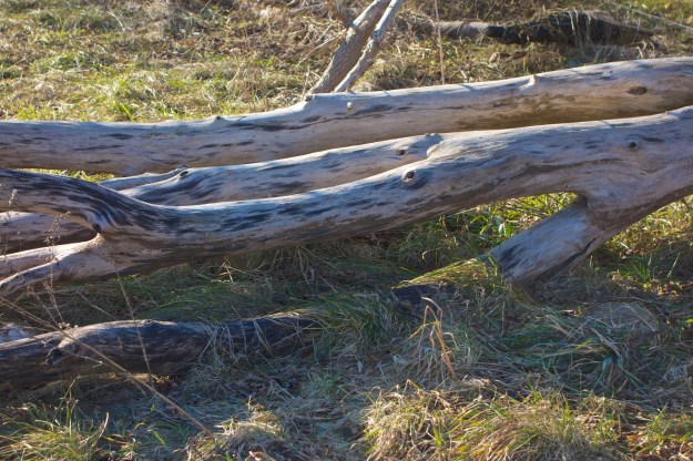 Nice patterning on the branches.