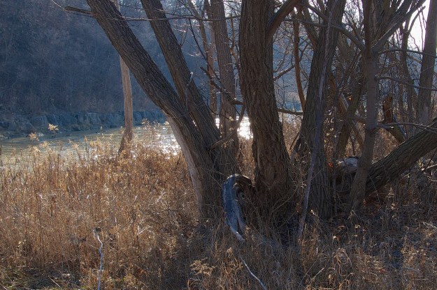 Notice the scars from river ice (several years ago).