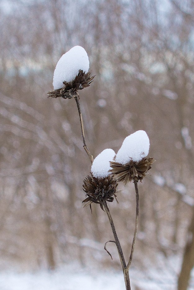Powder snow balances on last year's growth.