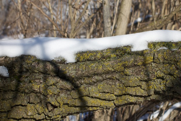 Snow on log and lichen.