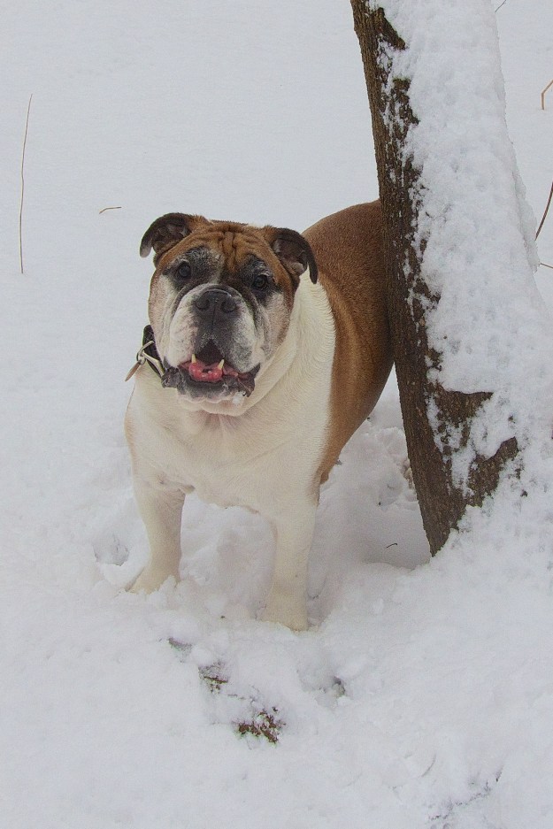 Mugsey loves the snow - can you tell?