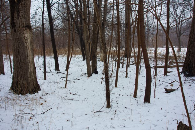 In the woods.