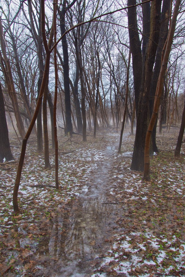 Trees reflect in the saturated ground.
