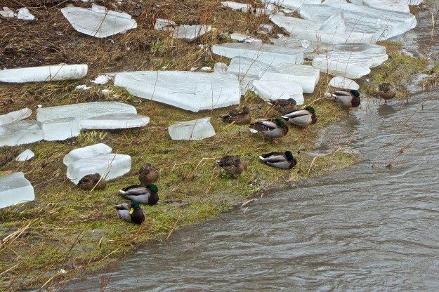 Ducks wait onshore for calmer waters.