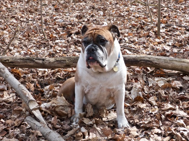 My dog.