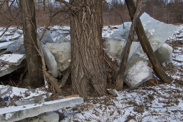 Trees hold back the ice - at some cost to themselves.