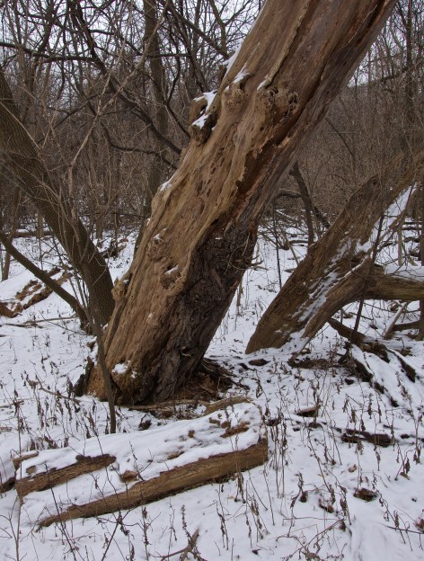 Old wood returns to the earth surrounded by new growth.