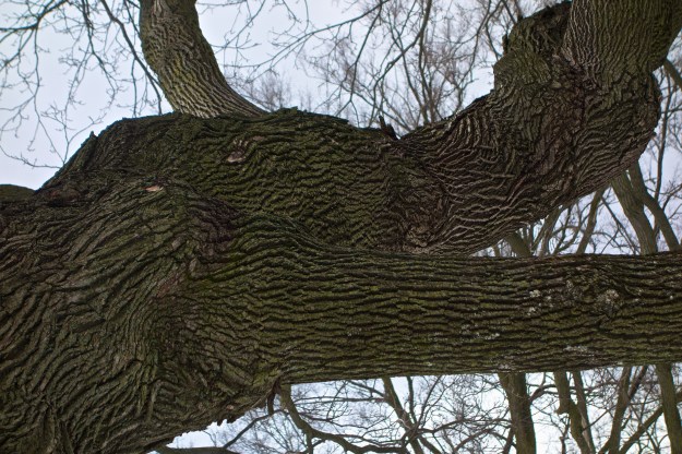 An old Norway Maple whose days are numbered.