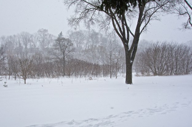 A stand of sumac in the snow.