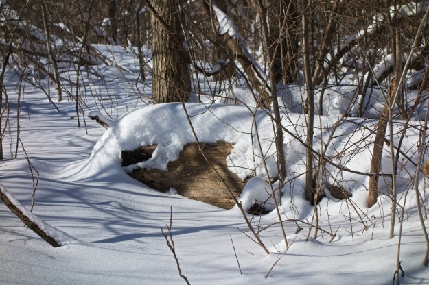 A large log is hugged by a coat of snow.