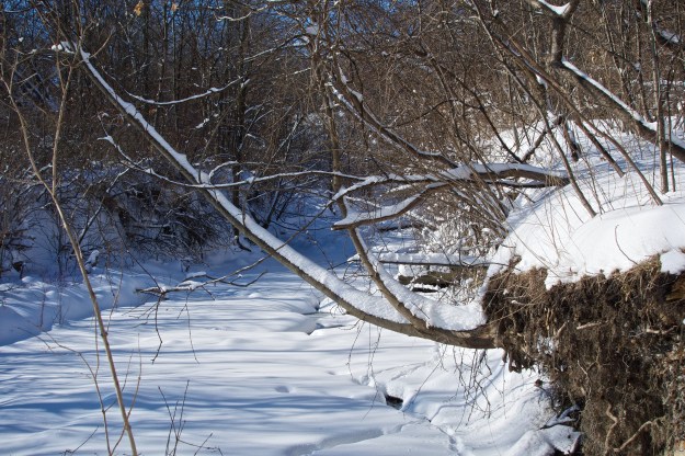 Looking up Humber Creek towards Scarlett Road.