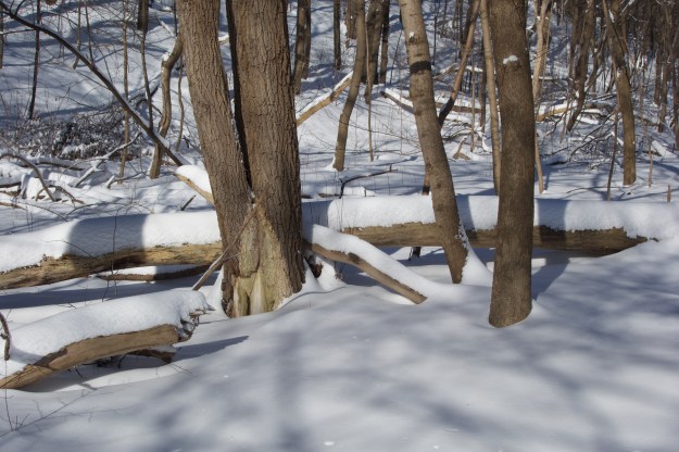 A downed tree.