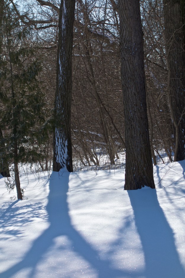 A couple of Siberian Elms cast their shadows.