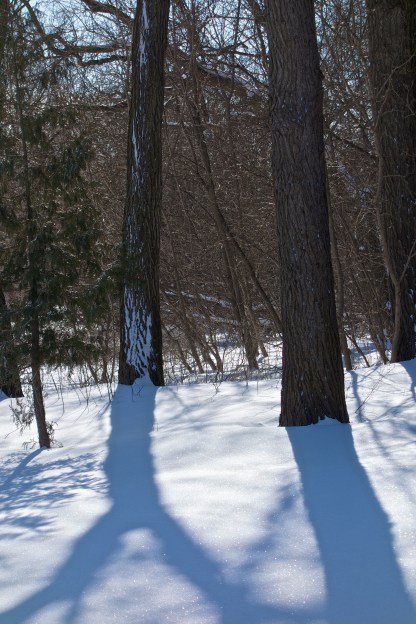 A couple of Siberian Elms cast their shadows.