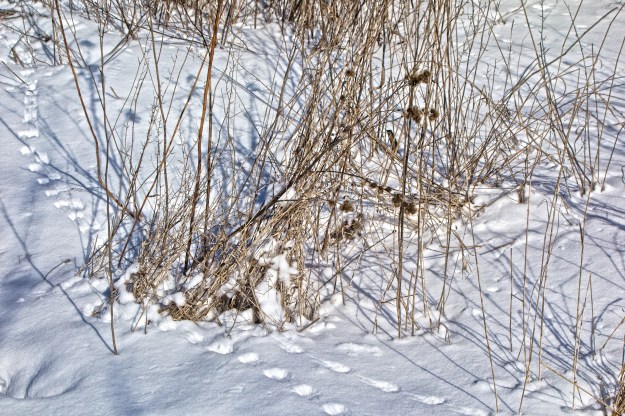 One tiny animal with tail leaves tracks by some burdock and dog strangling vine