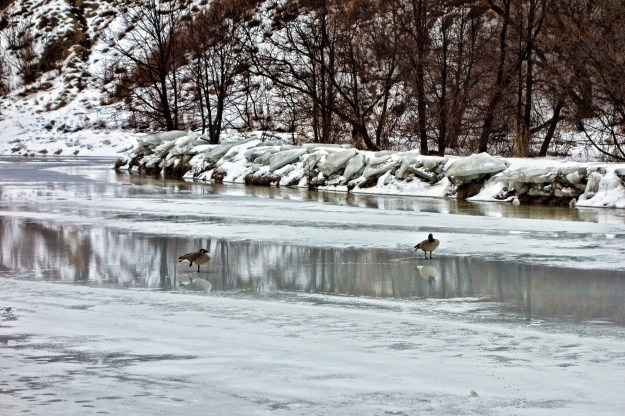 A pair of Canada Geese spend some quiet time on the river.