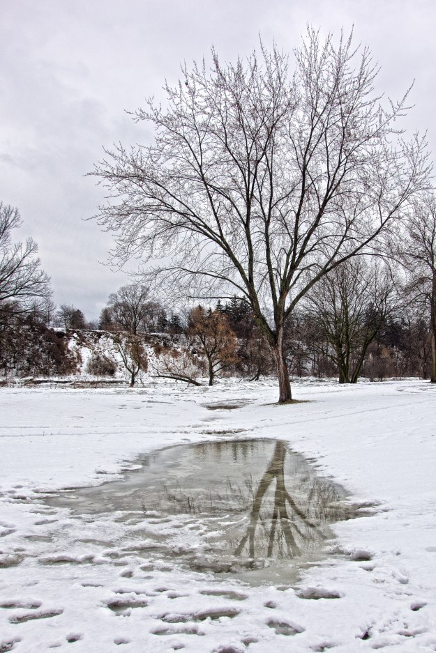 A maple is mirrored in slushy water.