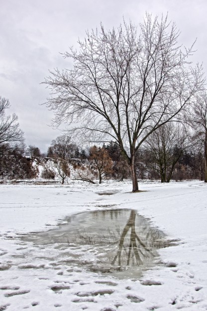 A maple is mirrored in slushy water.