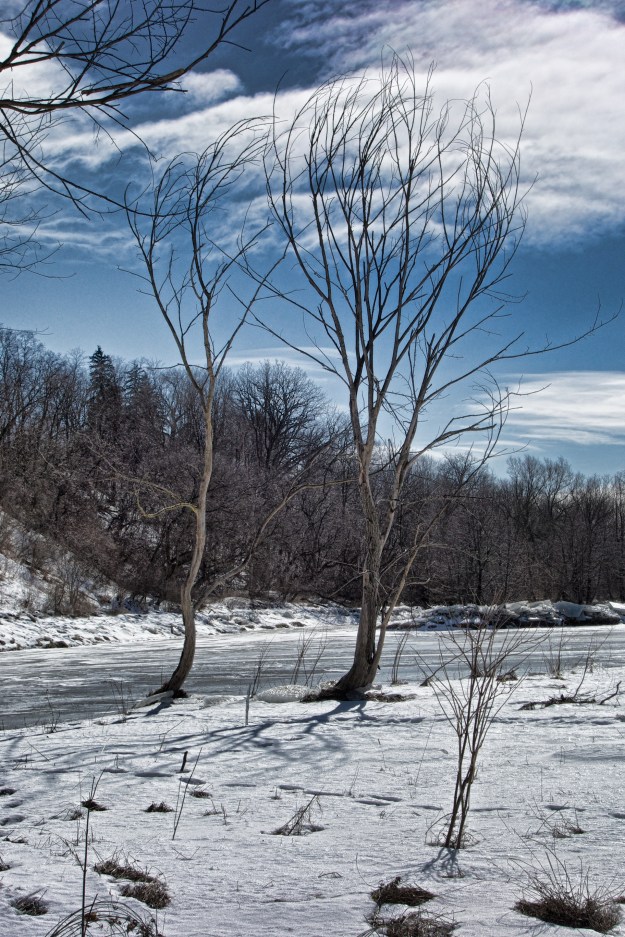 These trees are stark reminders of the power of ice.