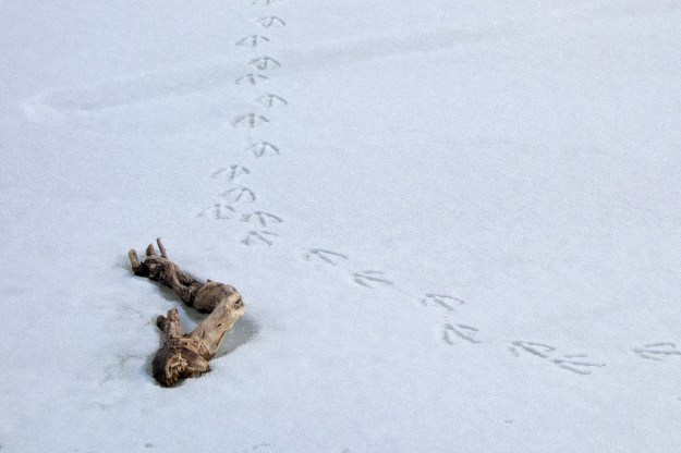 Goose tracks beside part of a tree branch.