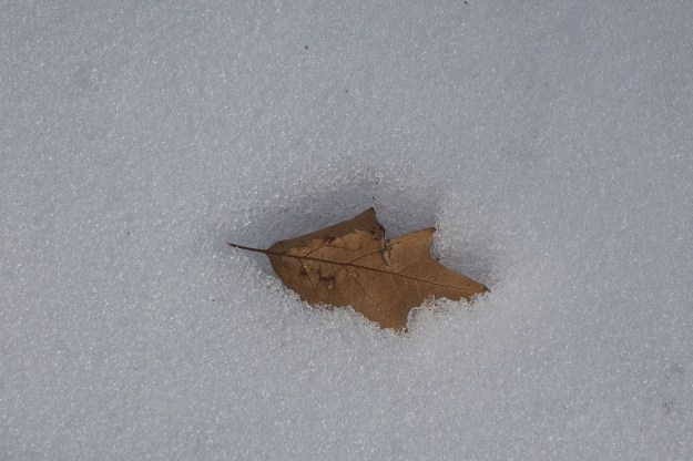 A recently fallen oak leaf 'burns' its way into the snow.