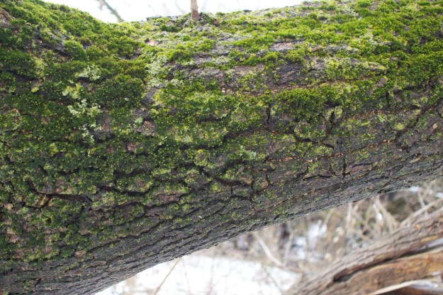 Generally seen on the north side of tree branches.