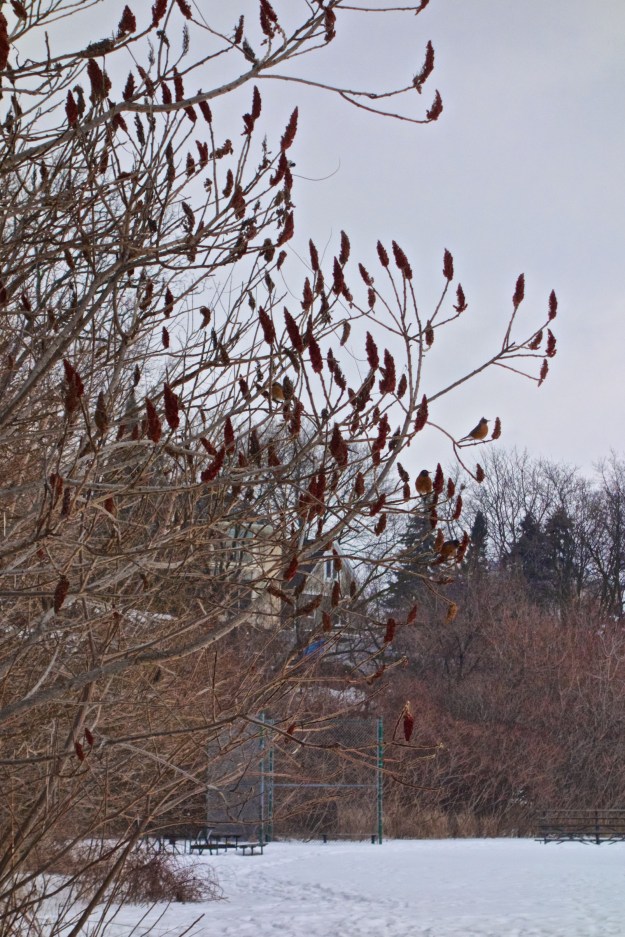 Count the robins enjoying a winter meal.