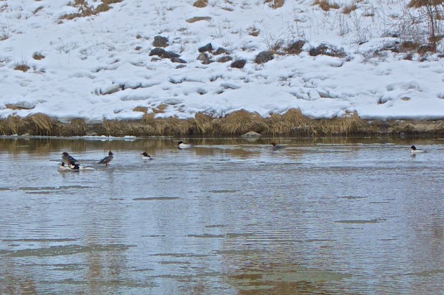 Shy ducks enjoy open water.