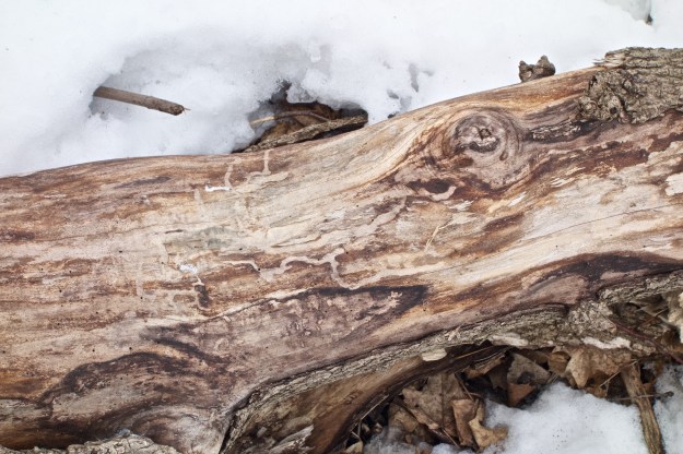 Traces of pine bark beetles.