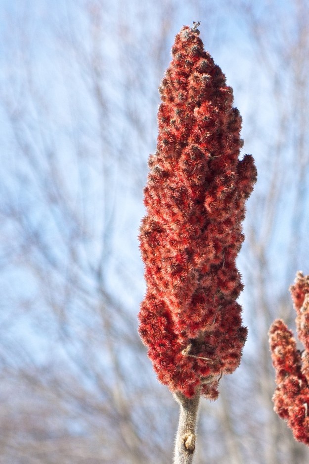A sumac flower (March 9, 2013).