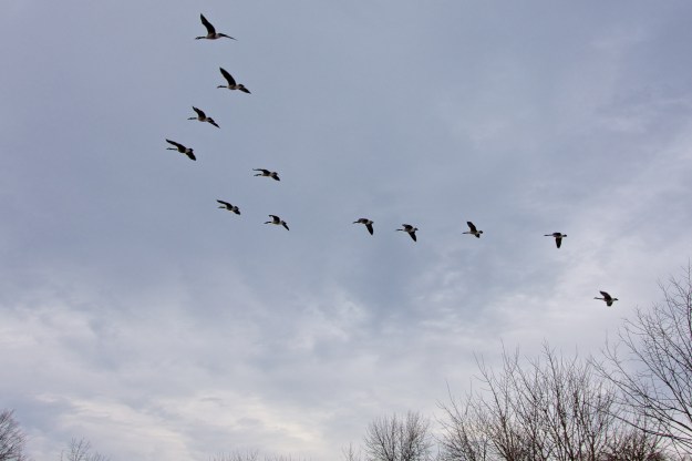 Mooching geese.