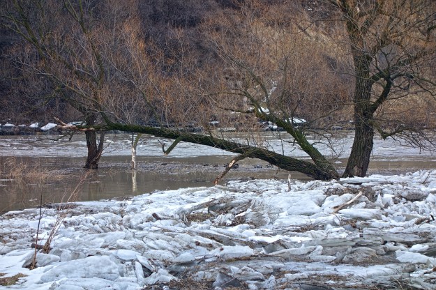 Ducks find refuge in calm waters.
