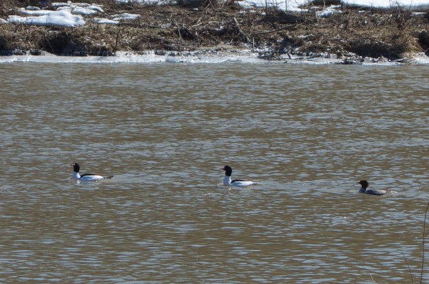 Common Mergansers.