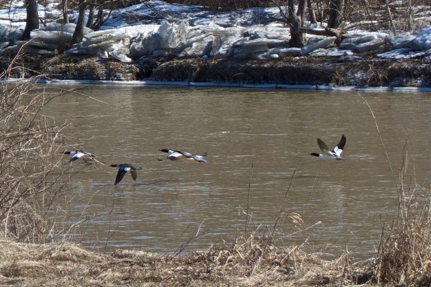These shy ducks don't like humans.