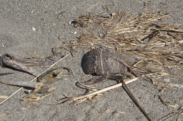 More shells and part of a coconut.