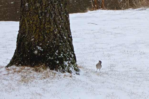 A Grey Jay(?) looks for food.