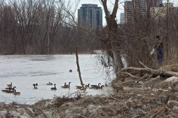 How long have we known that bread is bad for ducks and geese?