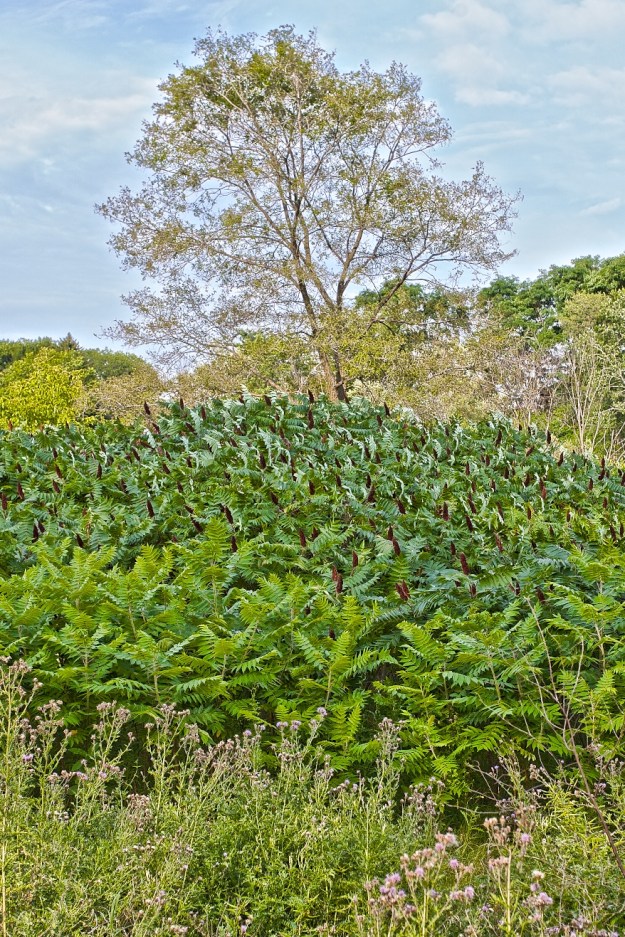 A stand of sumac in summer.