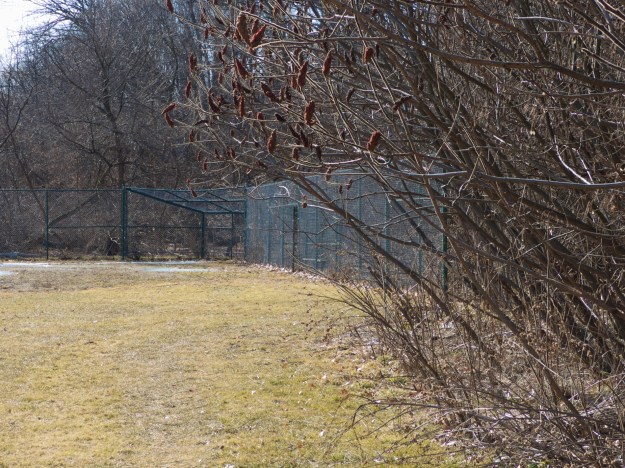 This disused baseball diamond is turning into woodland (slowly).