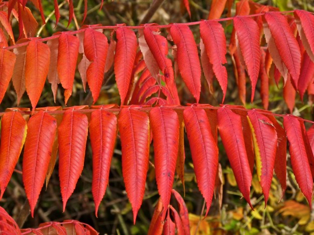 Sumac in mid-October.