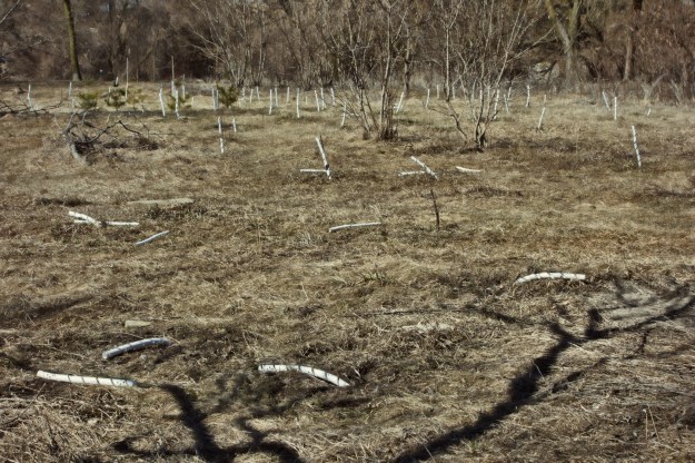 Native trees were planted here two years ago - some didn't make it through the winter.