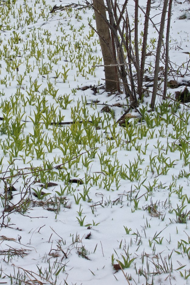 Day lilies are shocked I tell you.