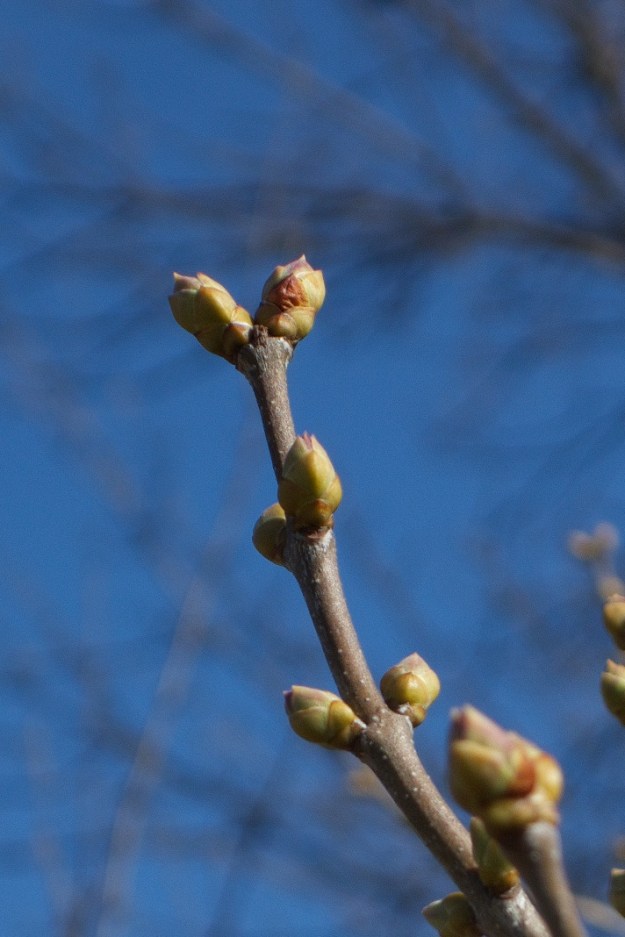 Lilac is starting to bud.