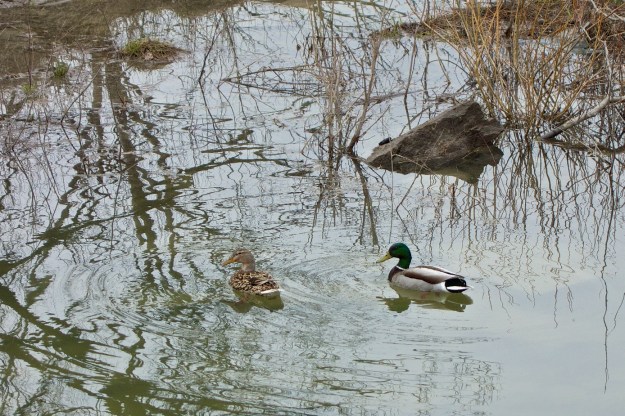 Ducks like their temporary pond.