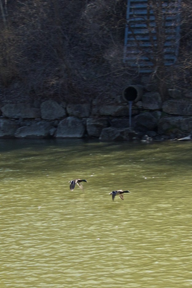 A pair of mallards passing a storm sewer outlet.
