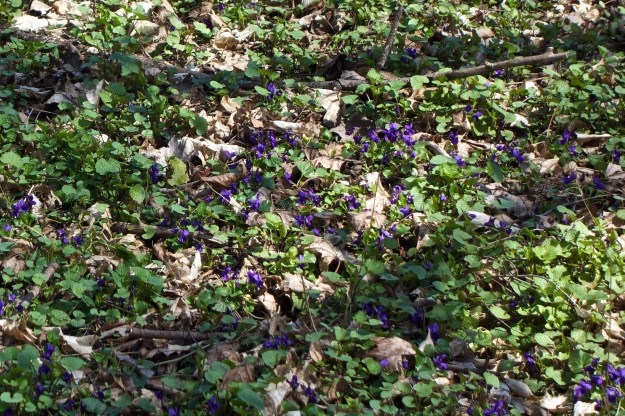 Northern Blue Violet