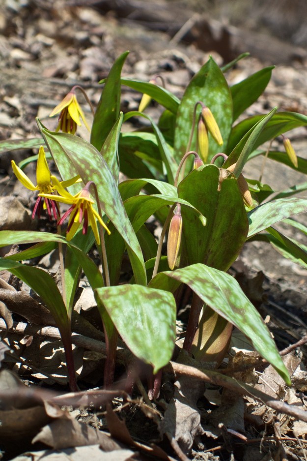 Trout Lily