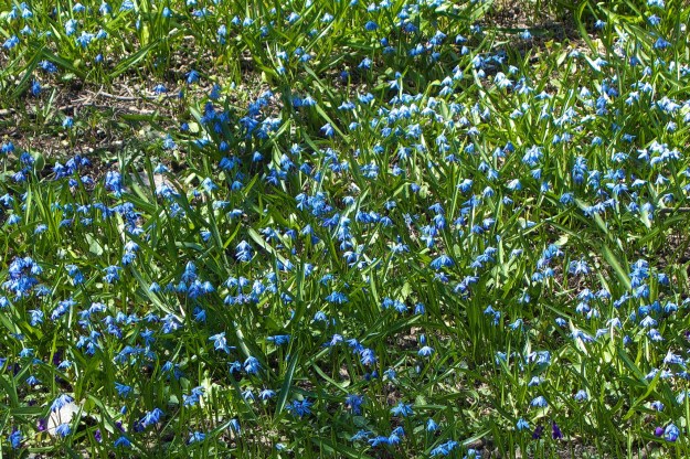 Bluebells at the edge of the park.