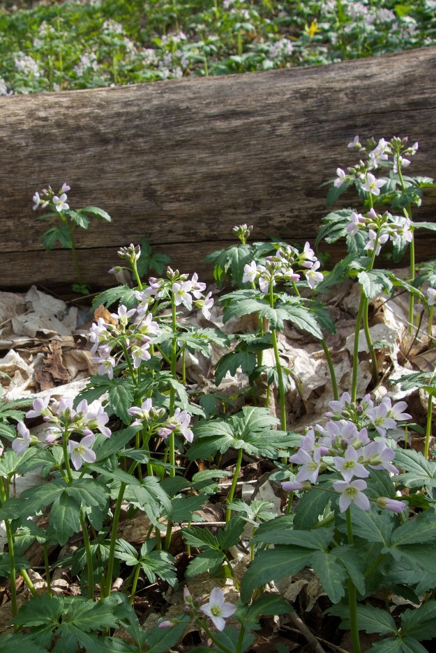 Cardamine diphylla; Broadleaf Toothwart